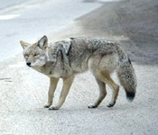 How to get rid of coyotes in Pinellas Hillsborough Pasco Manatee Counties