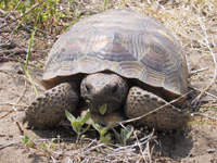 Gopher Tortoise in the Tampa Bay area.