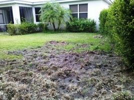 Wild pig damage to lawn.