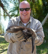Orphaned baby river otter caught in pinellas park, FL