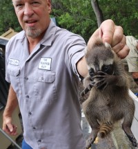 Madeira Beach raccoon control