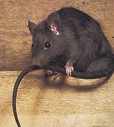 Rat Control Tampa