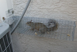 Trapped squirrel in tampa exiting AC chase.