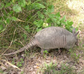 Tampa armadillo removal