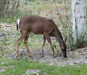 Tampa Deer Control
