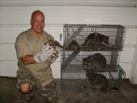 Tampa raccoon removal