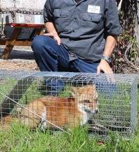 Red fox control and catching in Pinellas Pasco Hillsborough Manatee Counties