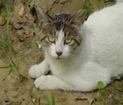 Feral cat trapping and removal in Tampa Bay